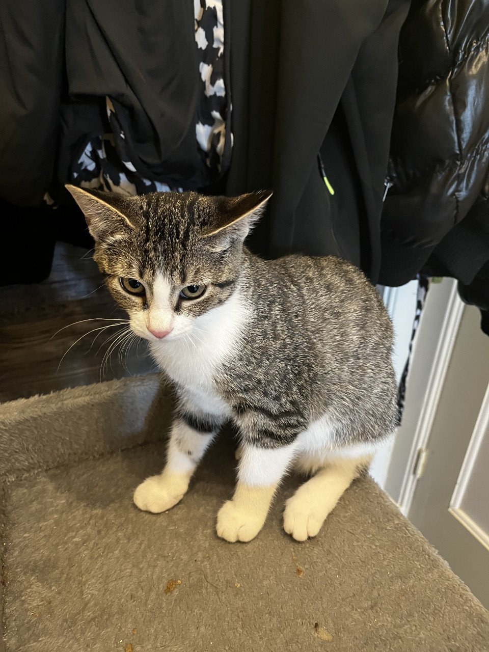 Kitten te koop