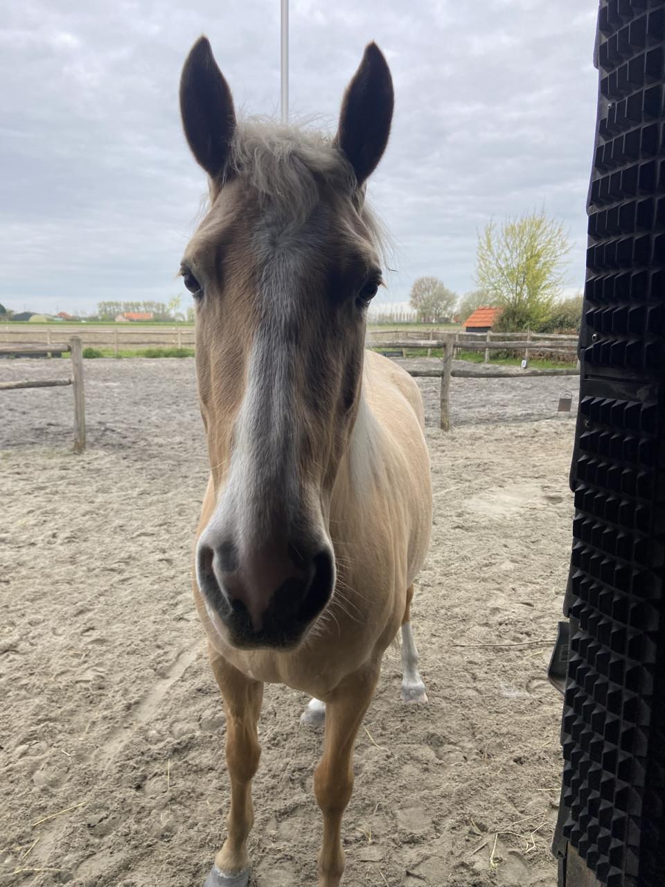 6-jarige Palomino PRE merrie