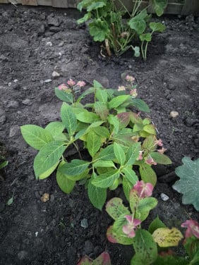 Tuinplanten