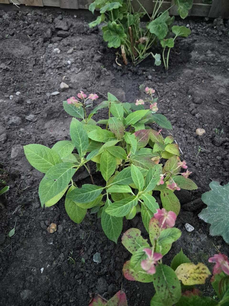 Tuinplanten
