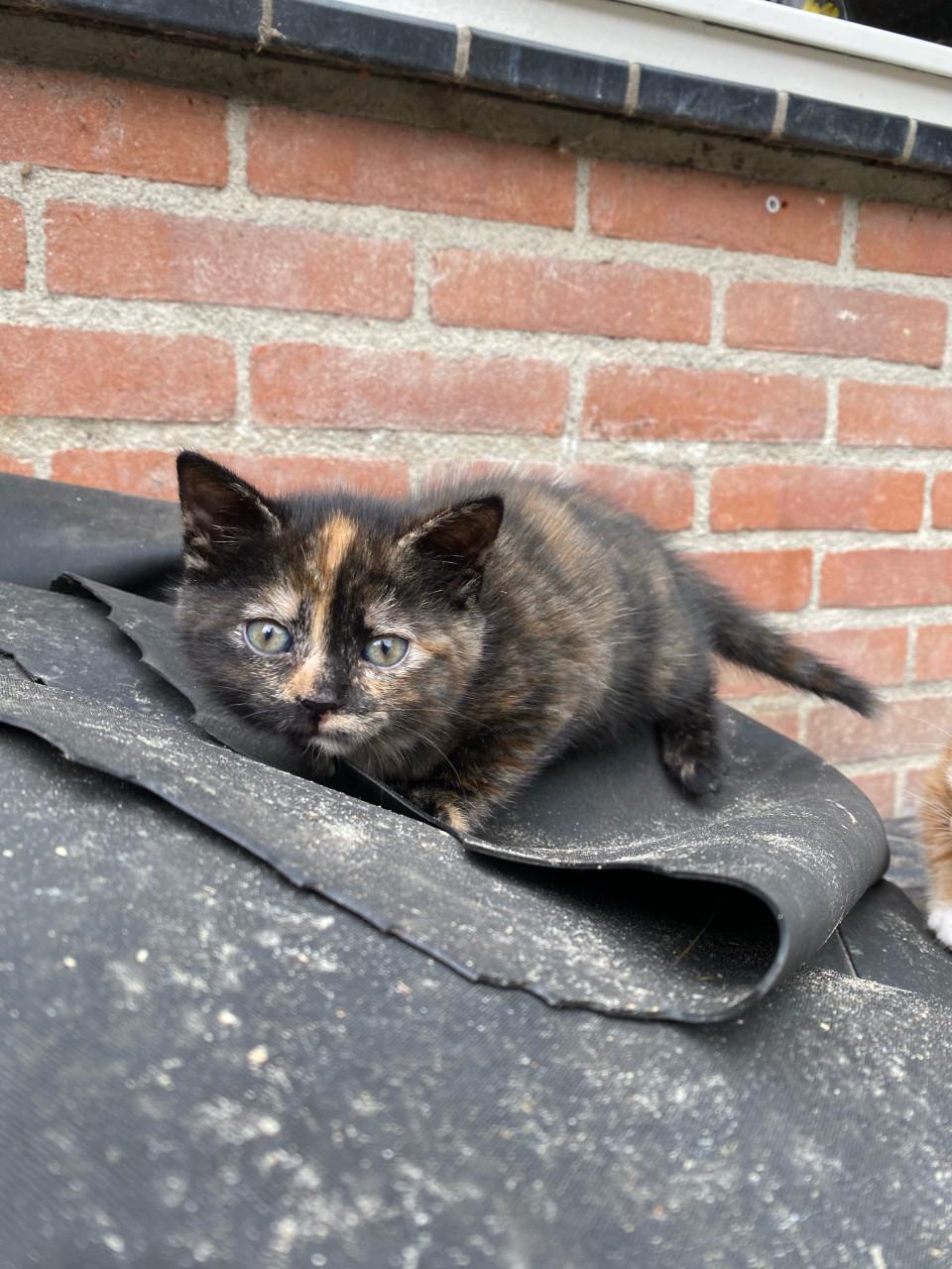 Kittens zoeken gouden mandje