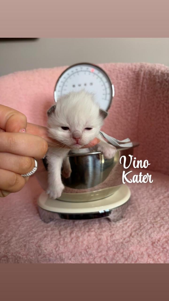 Ragdoll kittens MET stamboom VAN ORANJE Parels Ragdoll Cattery