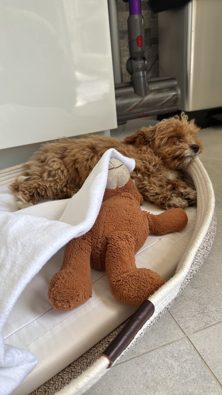 Maltipoo pup reutje