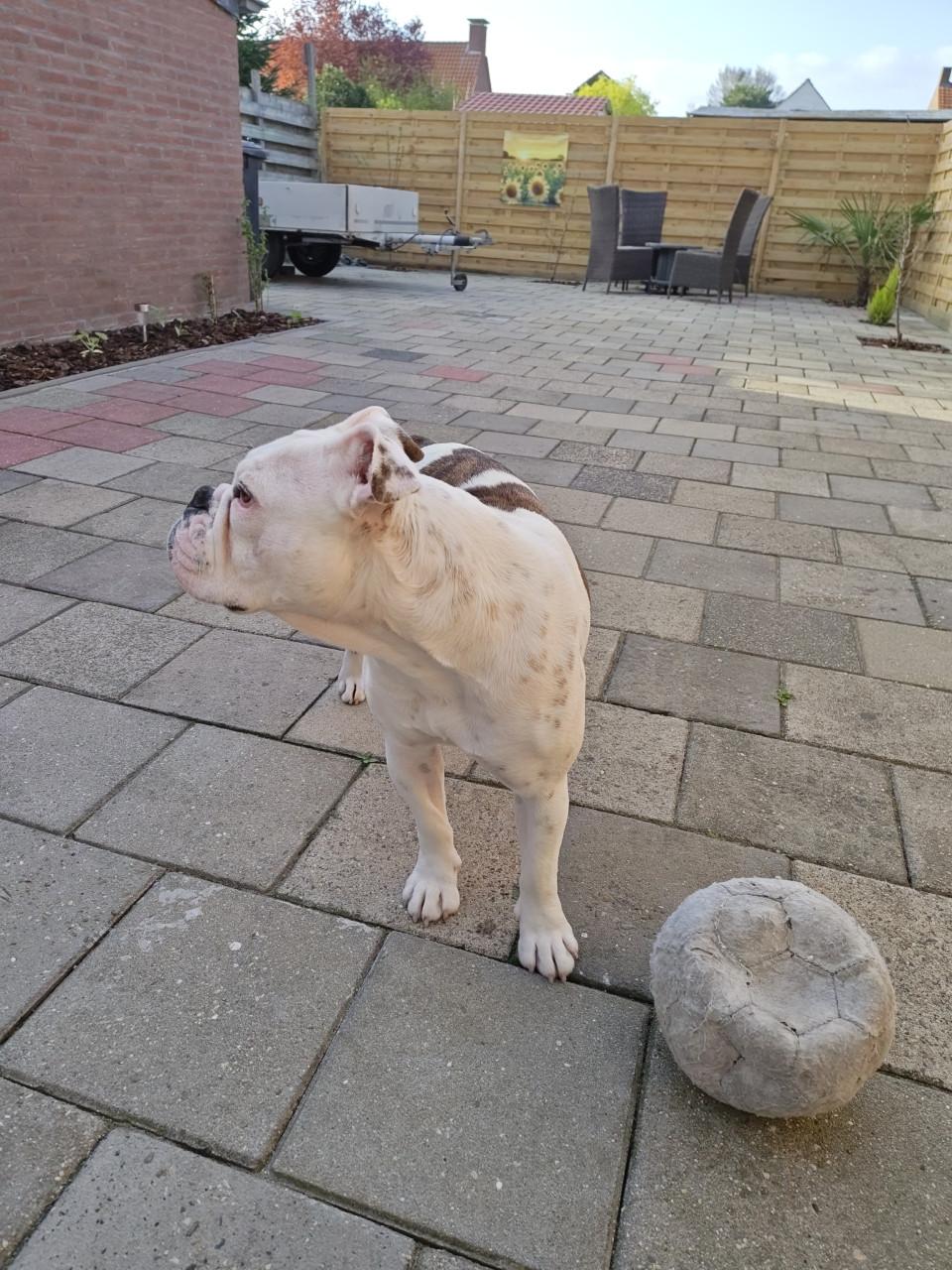 Te koop Old English Bulldog.