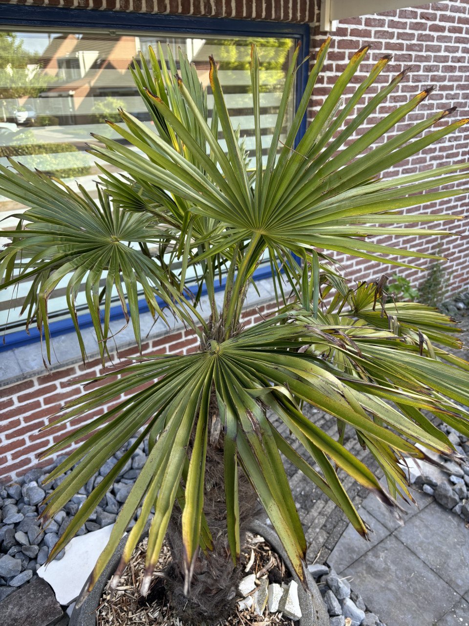 Palmboomp(je)