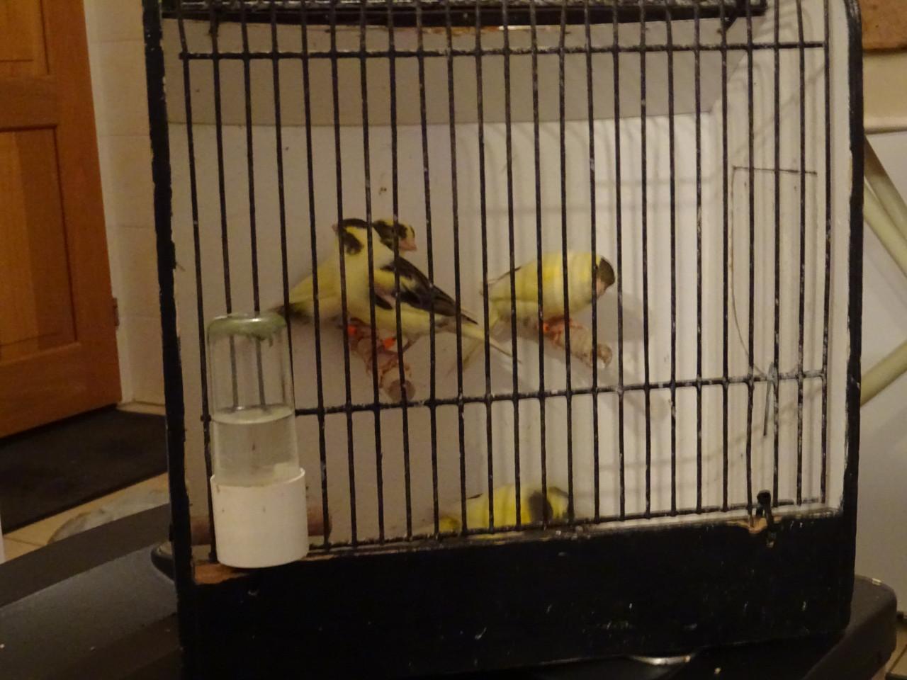 Te koop enkele zeer mooie bonte man zang kanaries ,beginnen te zingen