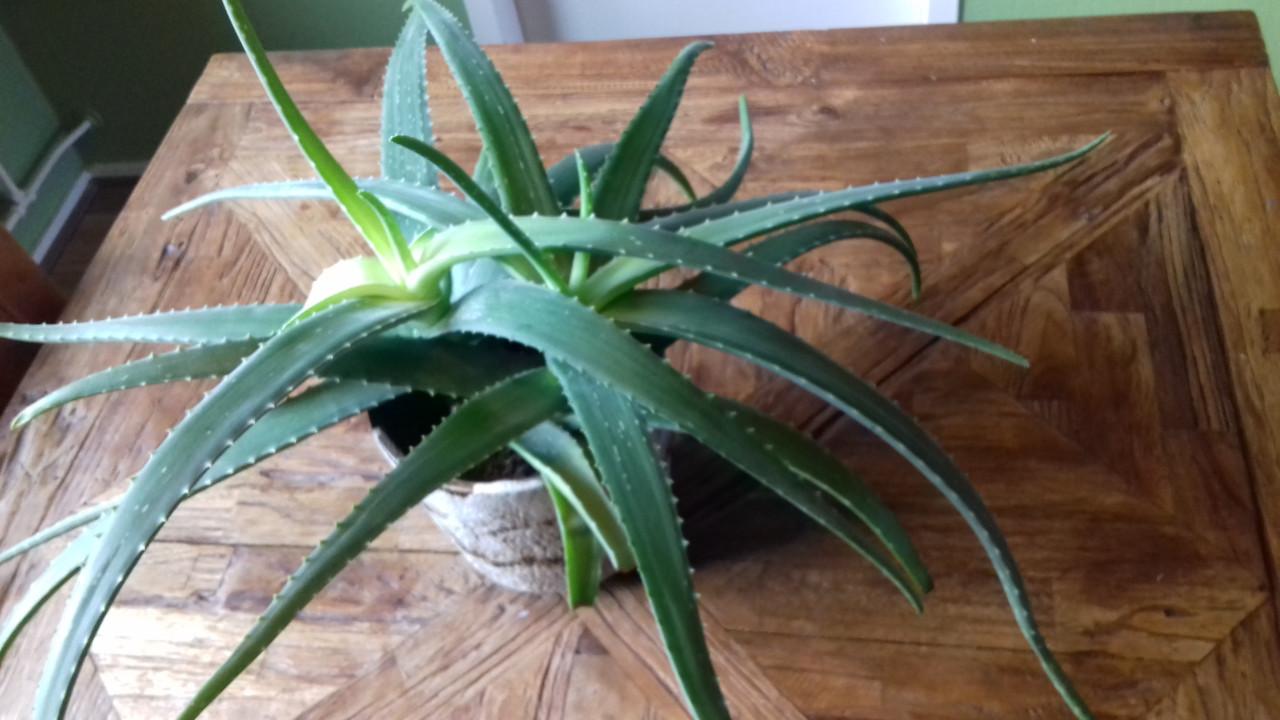 Mooie Aloë Vera plant met jaren 60 lava pot