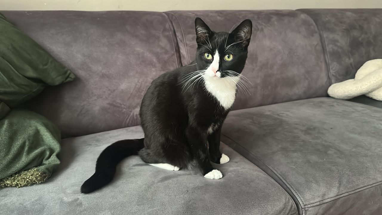 Binnenkort kittens te koop