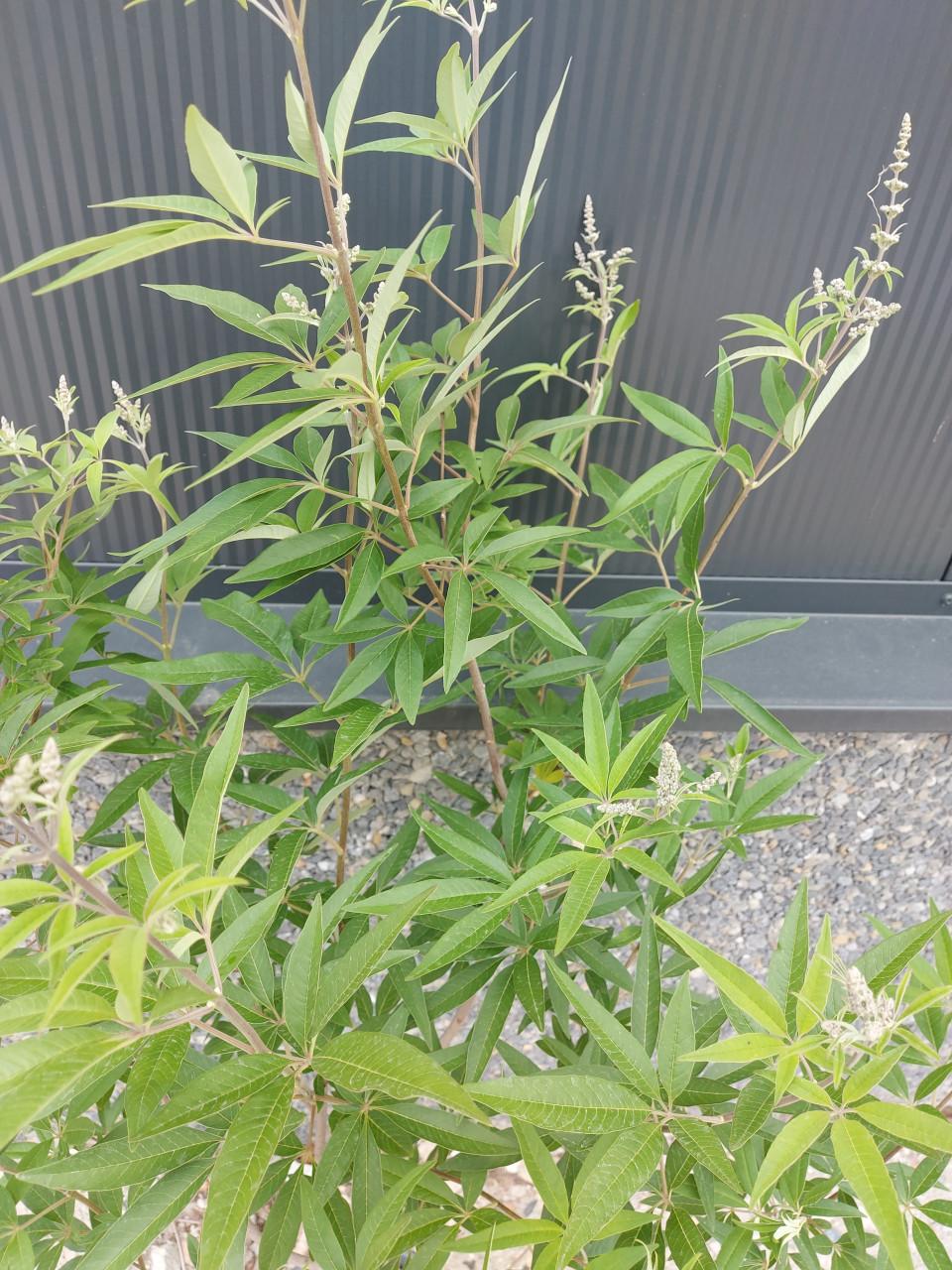 Monnikenpeper