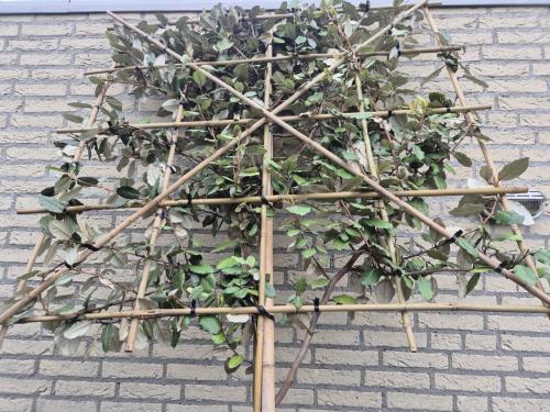Olijfwilg leibomen - groenblijvend