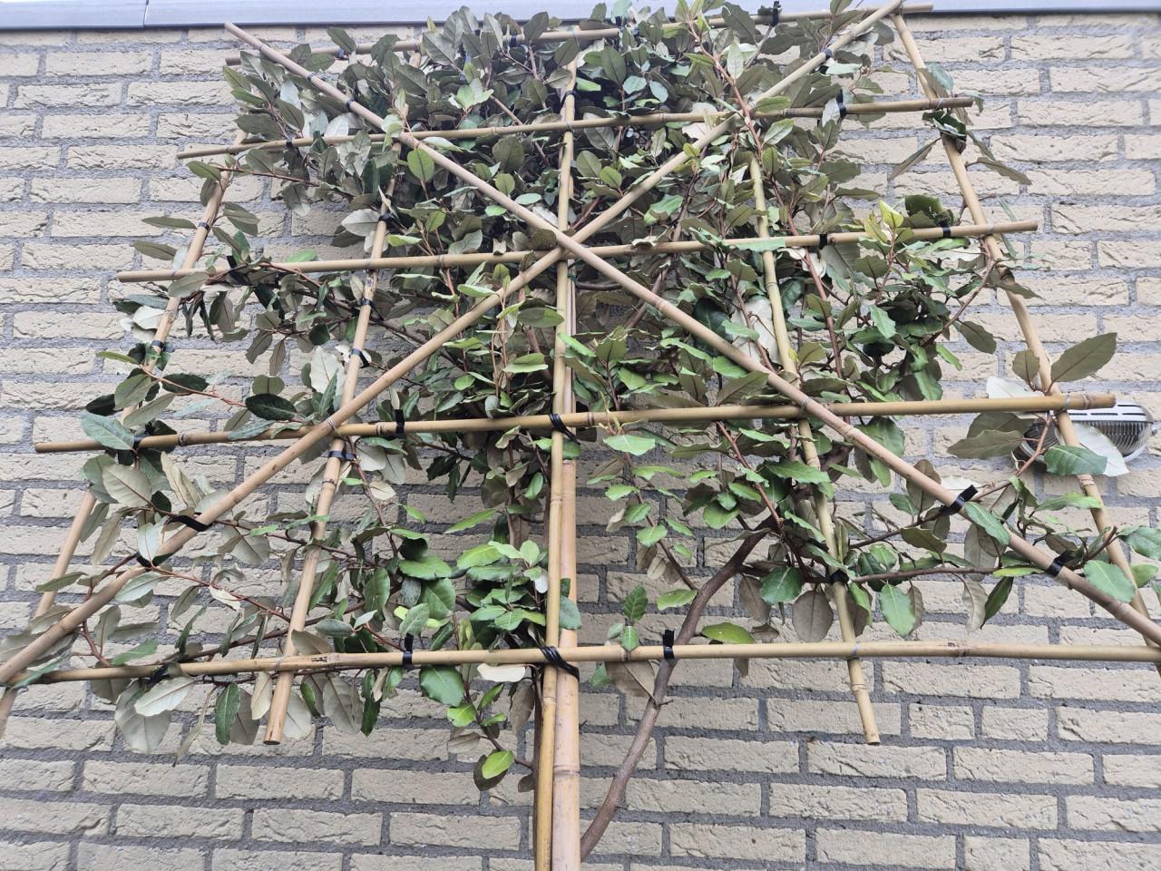 Olijfwilg leibomen - groenblijvend