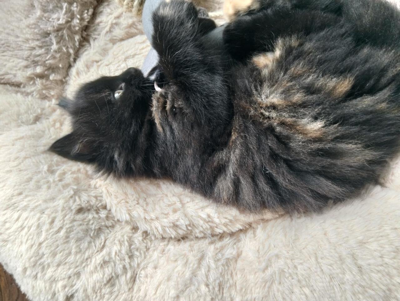 Kitten - vrouwtje
