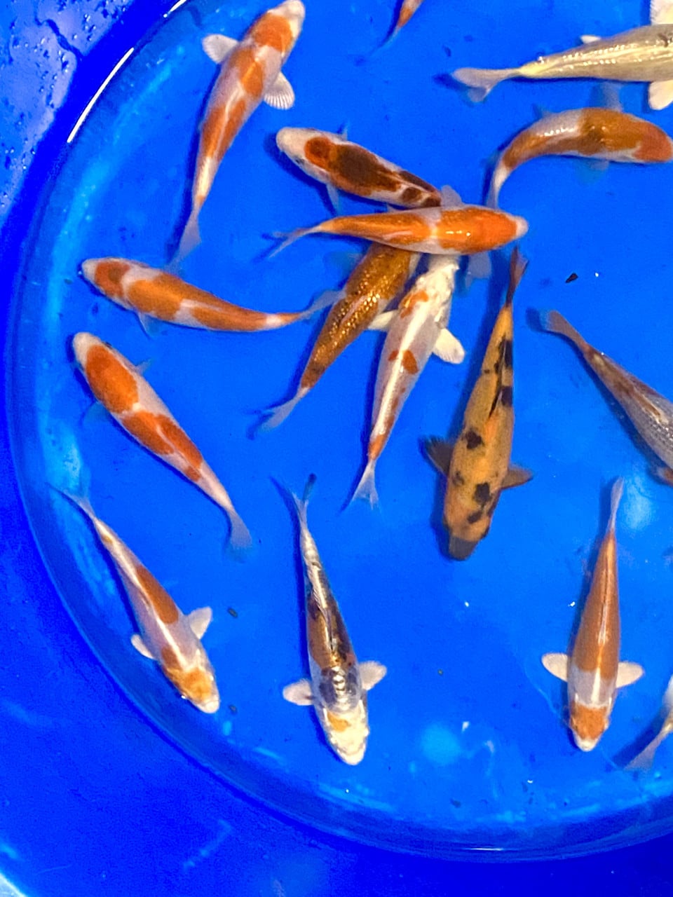 18 stuks Japanse Tosai 15-18cm.