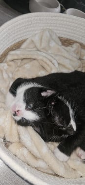 Kittens