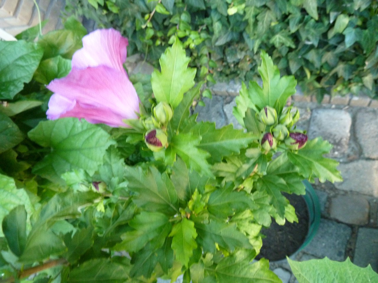 BLOÈIENDE HIBISCUS