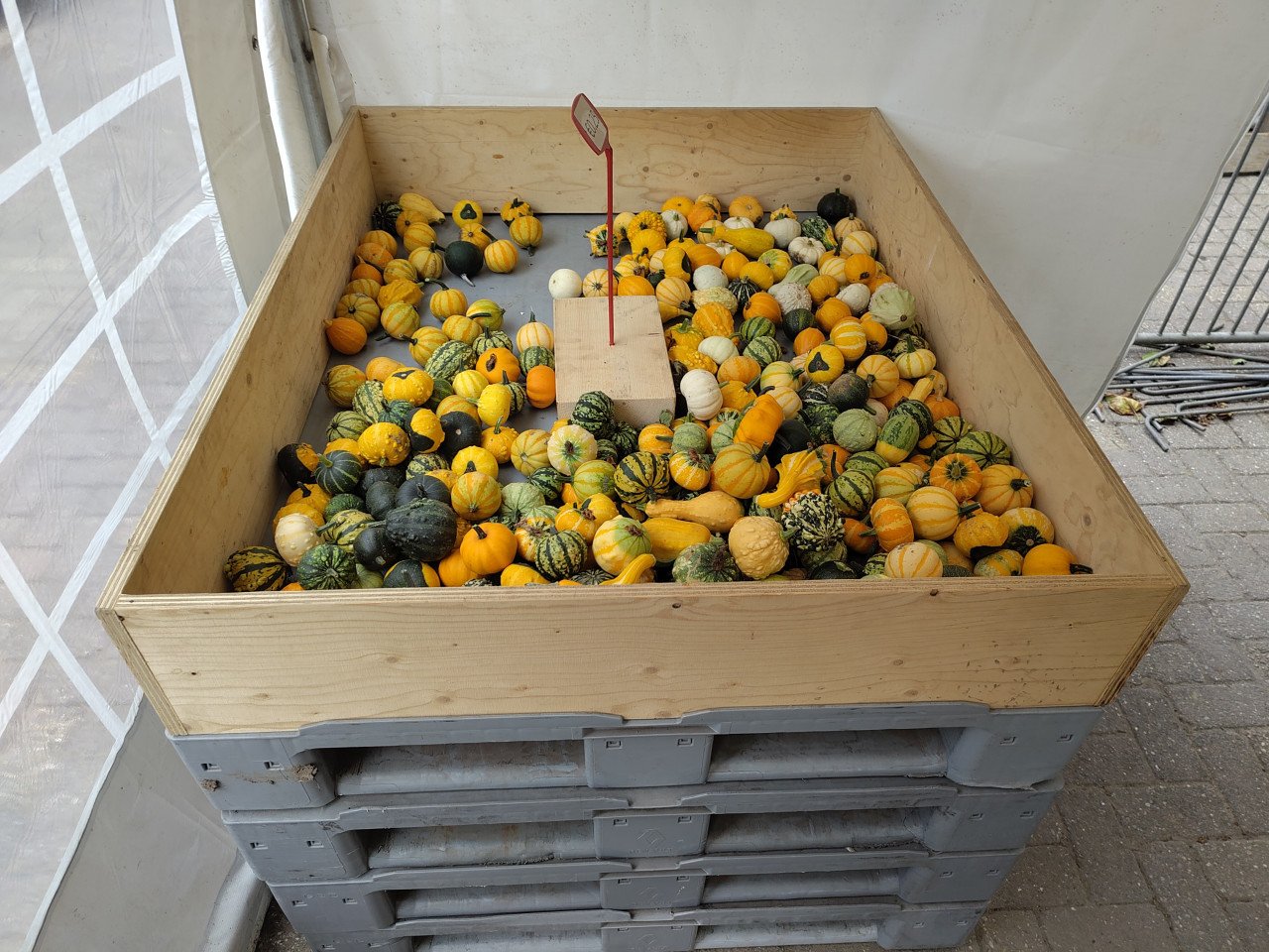 Pompoenen en kalebassen