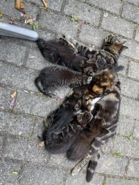 Kittens