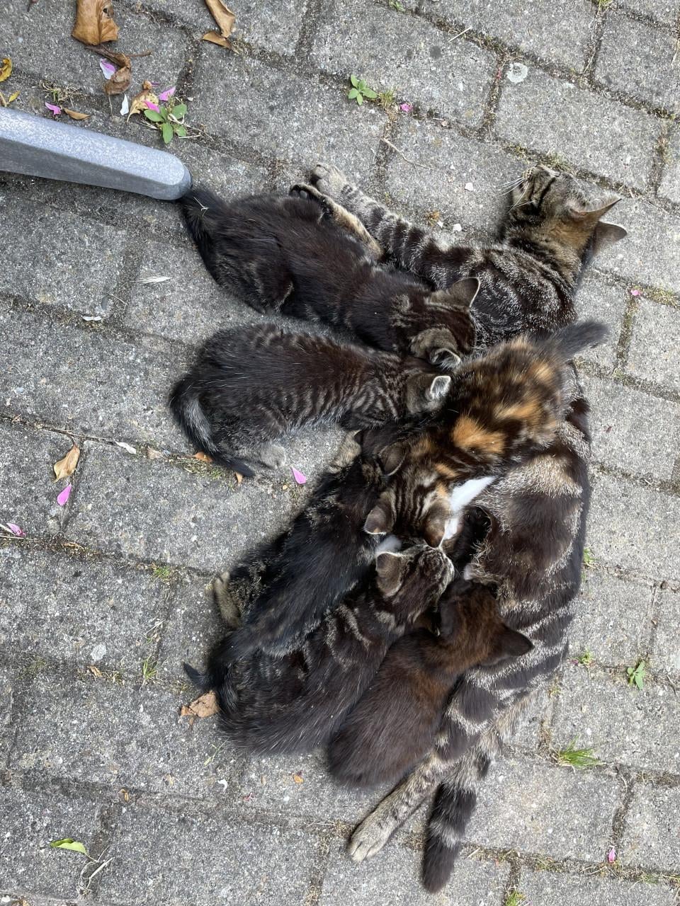 Kittens