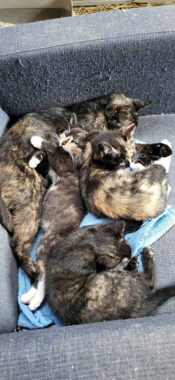 3 mooie boerderij kittens