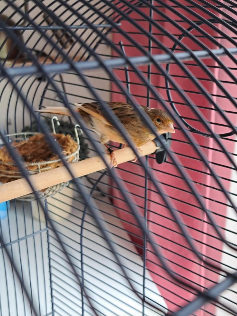 Vogelkooi op standaard