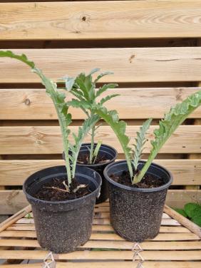 Artisjokplanten onbespoten