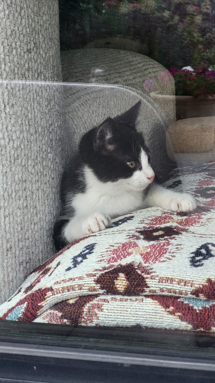 Kittens