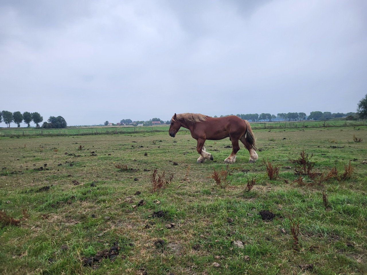 Vos kleurig trekpaard ruin