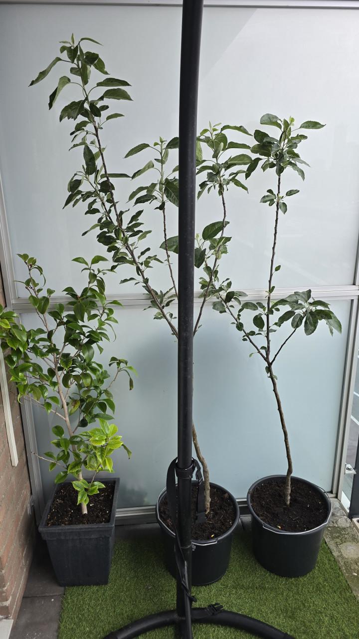 18 prachtige balkon- en tuinplanten