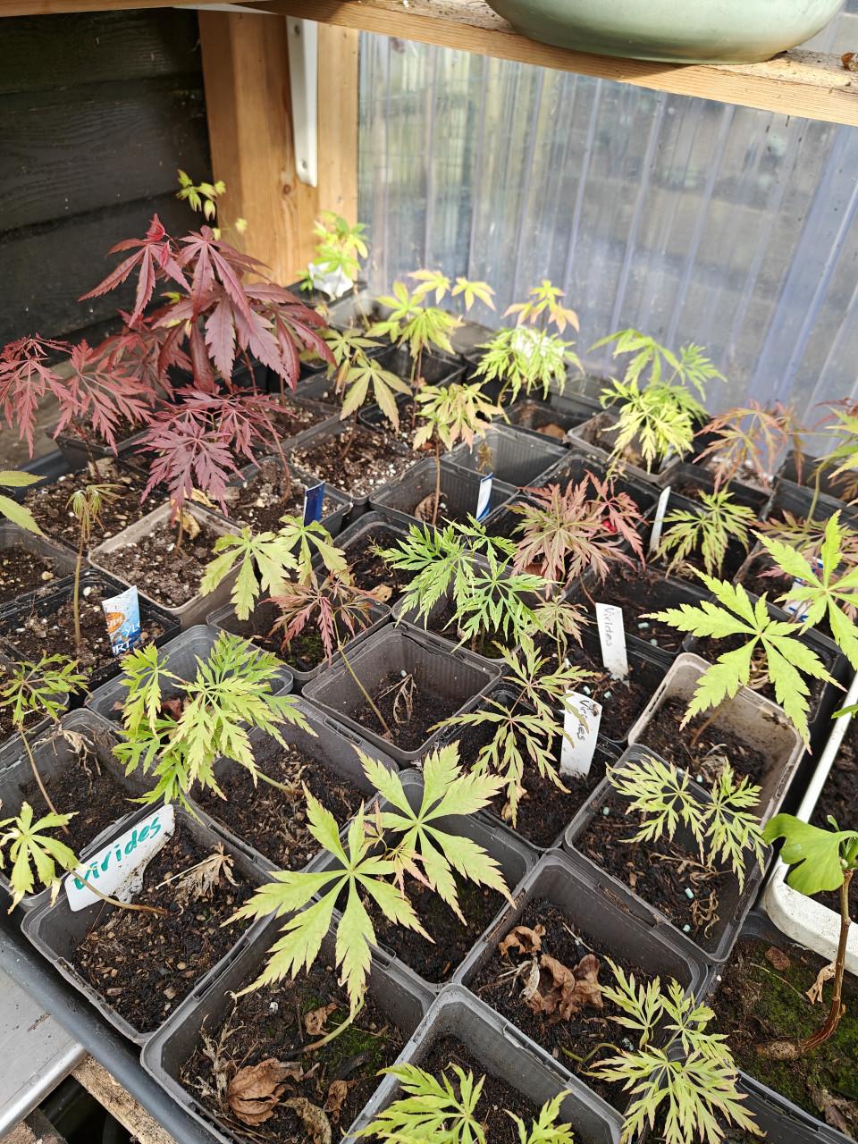 Japanse esdoorn bomen Acer palmatum verschillende soorten