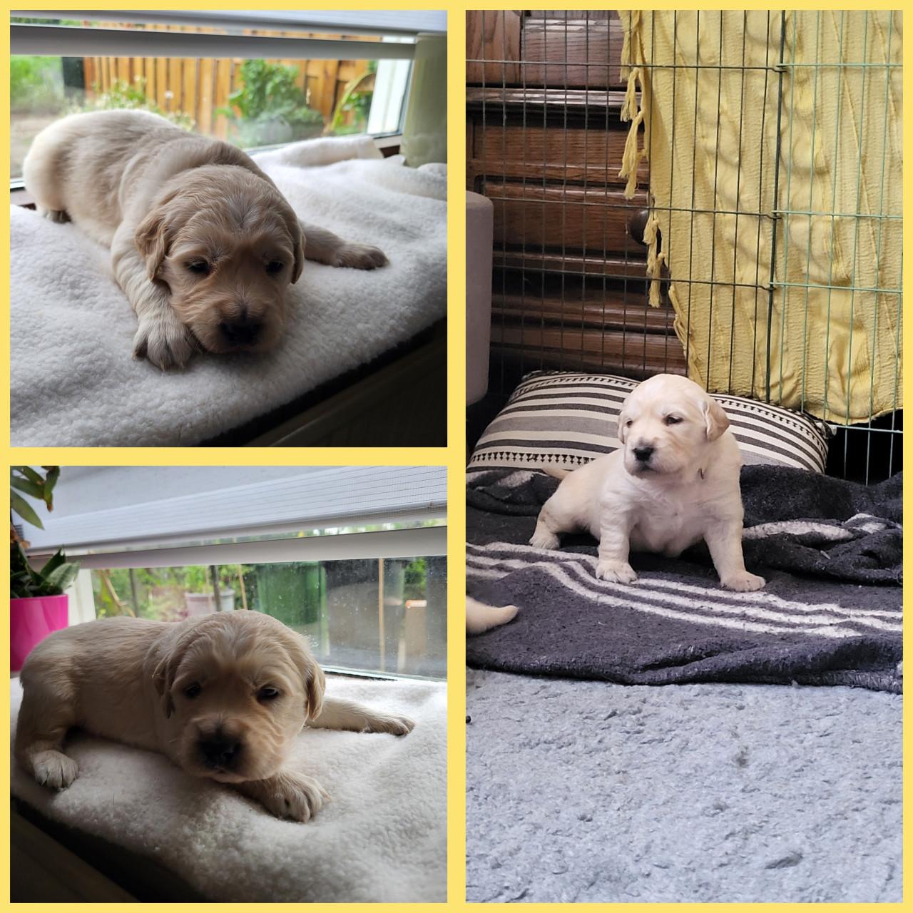 2 golden retriever reutjes zoeken goed huis