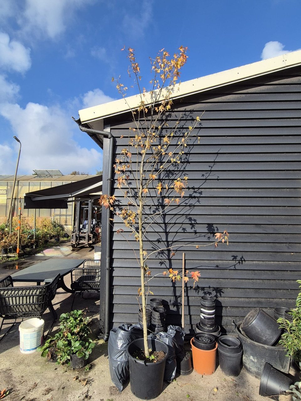 Amberboom - Liquidambar Worplesdon ca. 300 cm