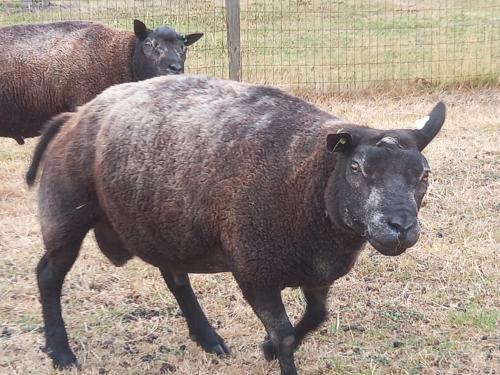Blauwe texelaar ram