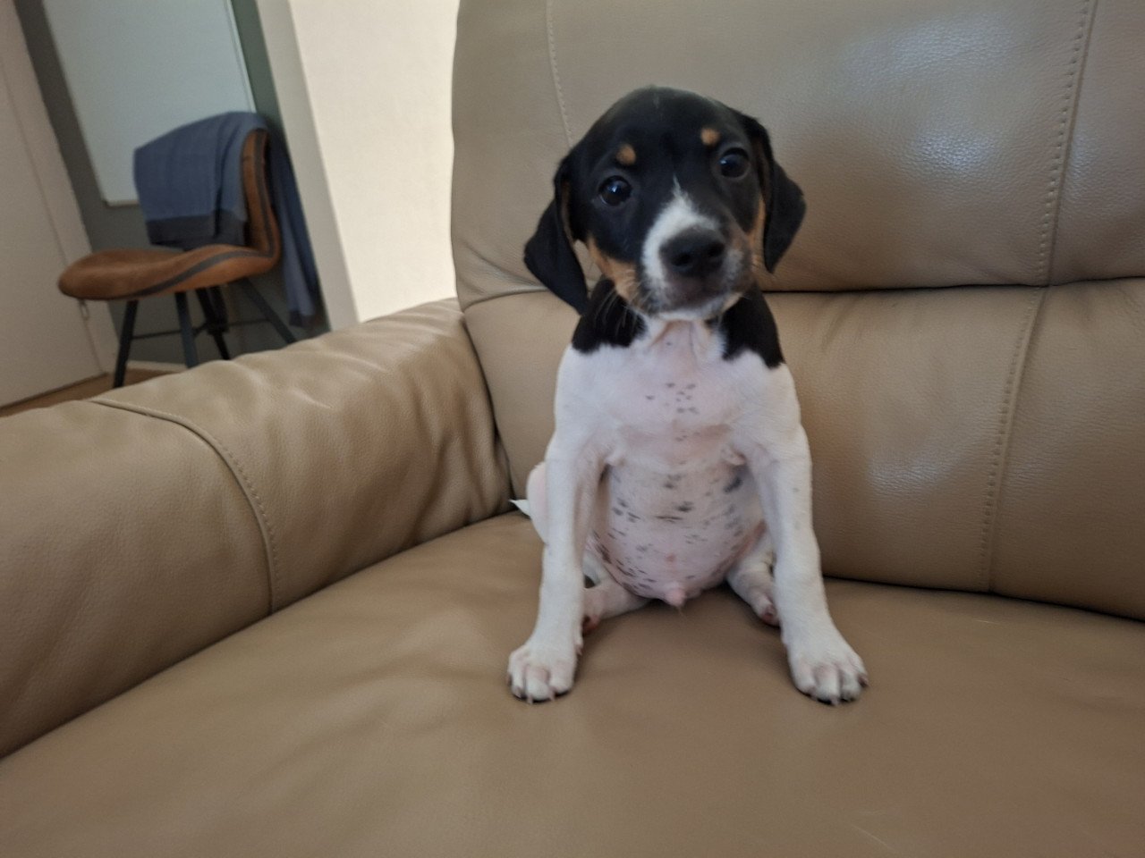 Boerenfox pup 8 weken oud reutje