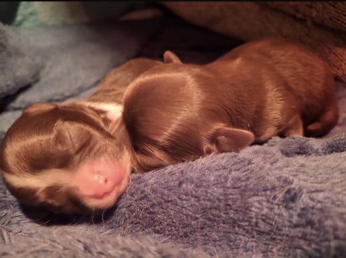 Chihuahua pups te koop