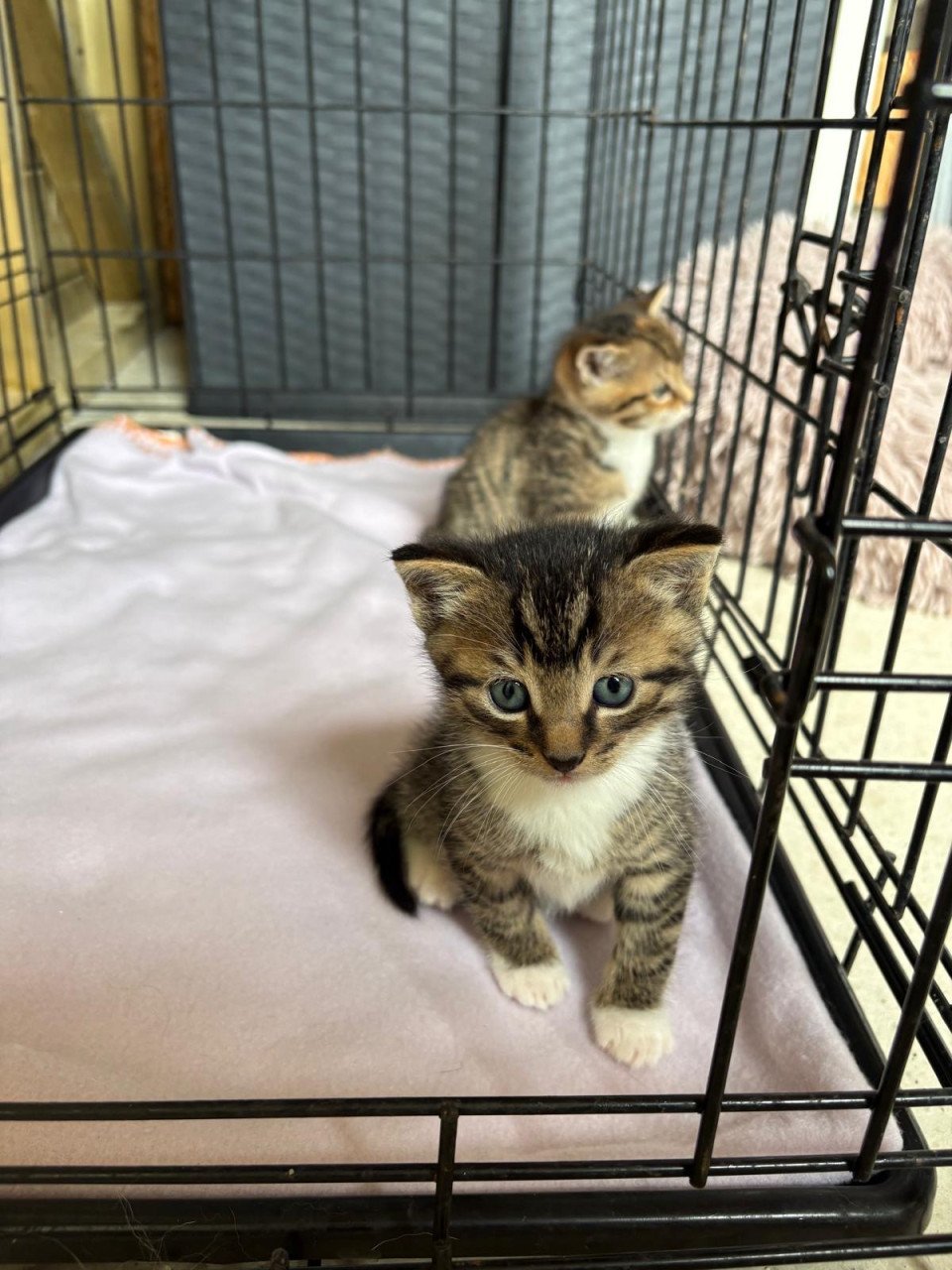 Kitten