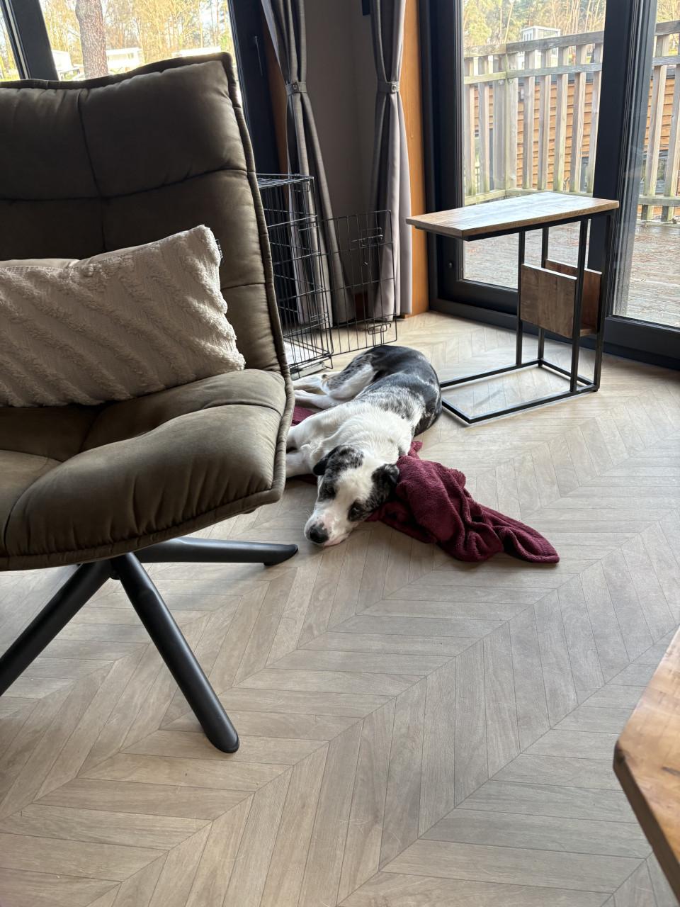 Baasje gezocht voor onze lieverd