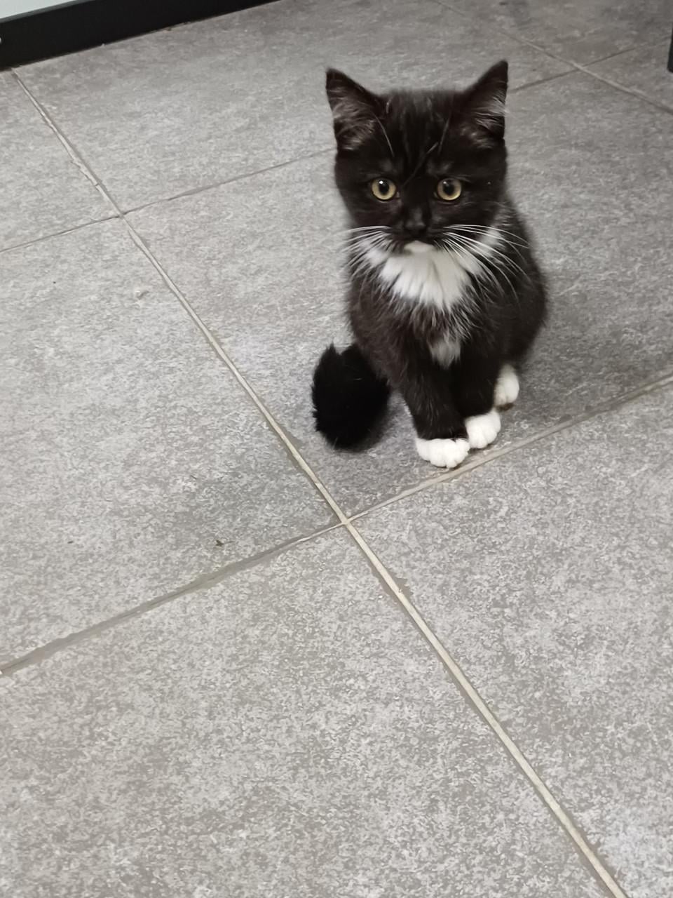 Prachtige BritskorthaarxRagdoll kittens beschikbaar