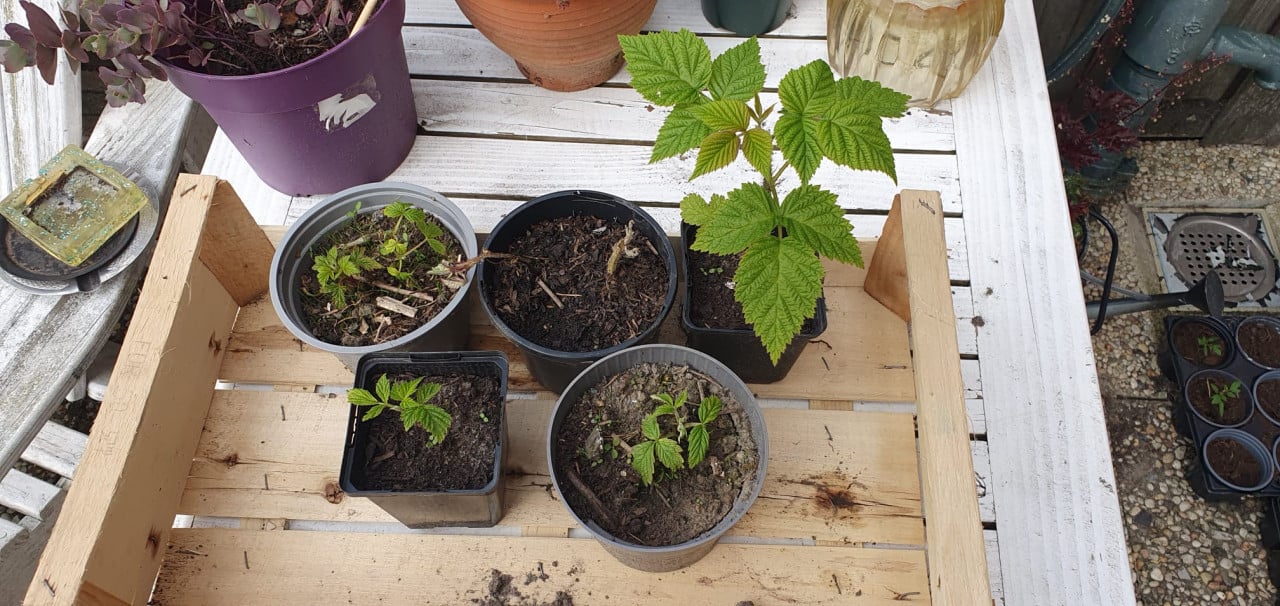 5 frambozen stekjes