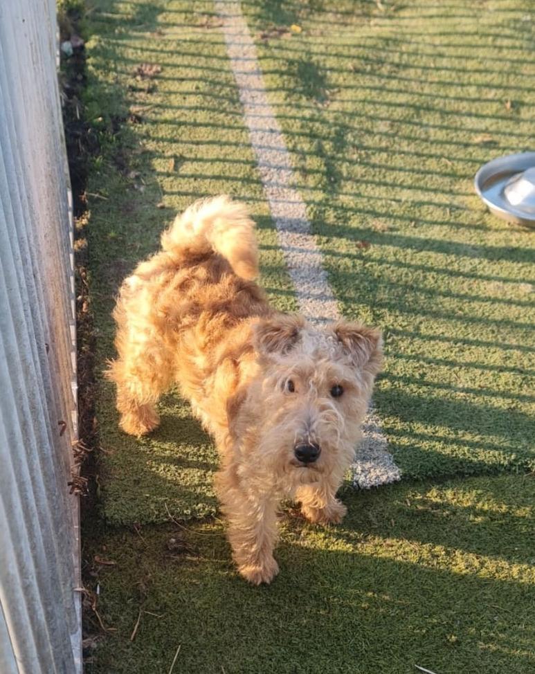 Lakeland terrier pup met stamboon