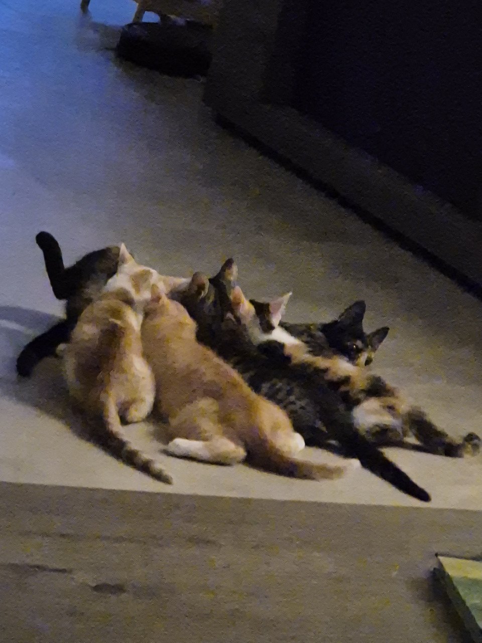 Lieve en zeer goed verzorgde HTK-KITTENS