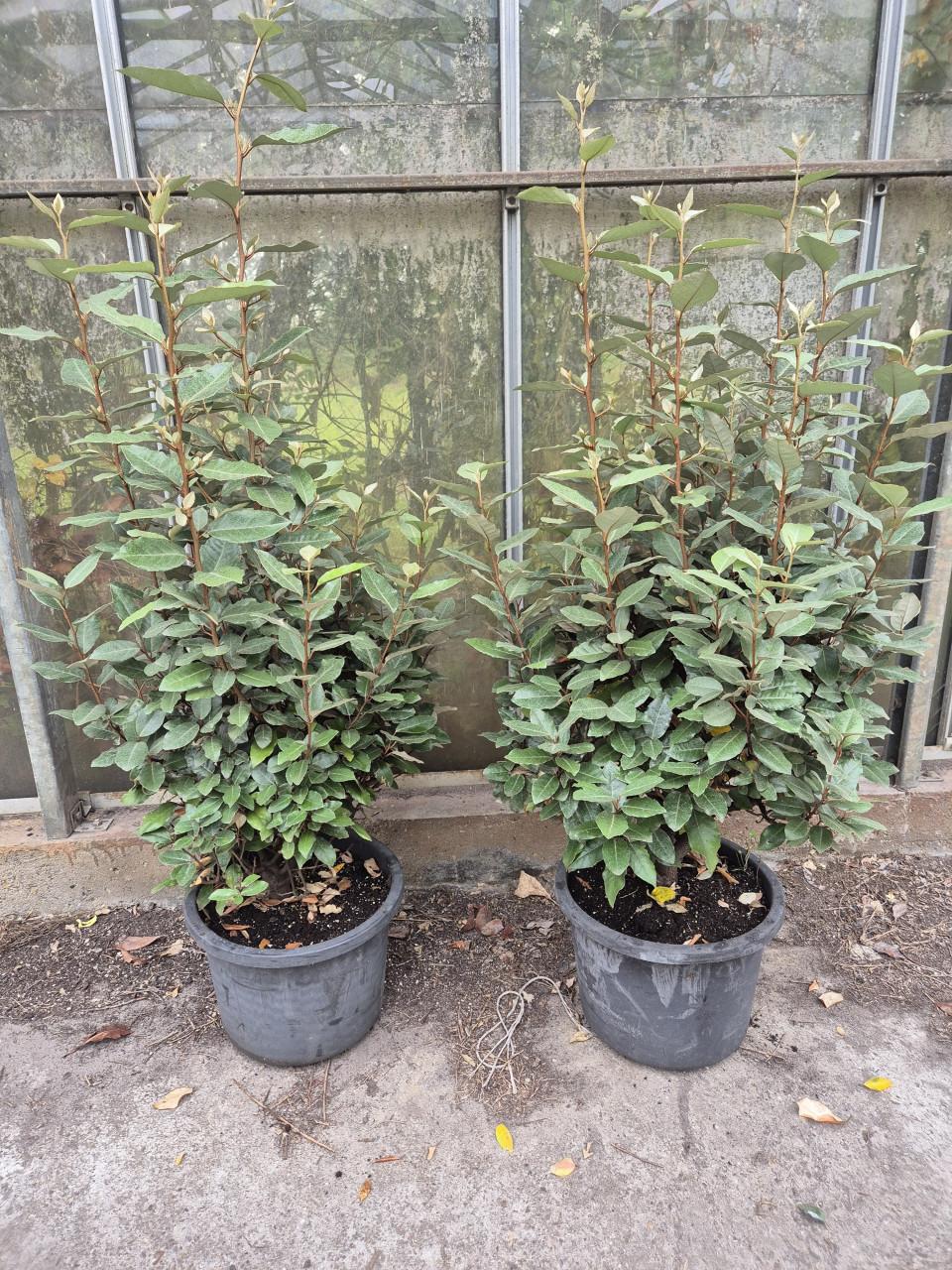 Forse olijfwilg compacta haagplanten 100-120 cm