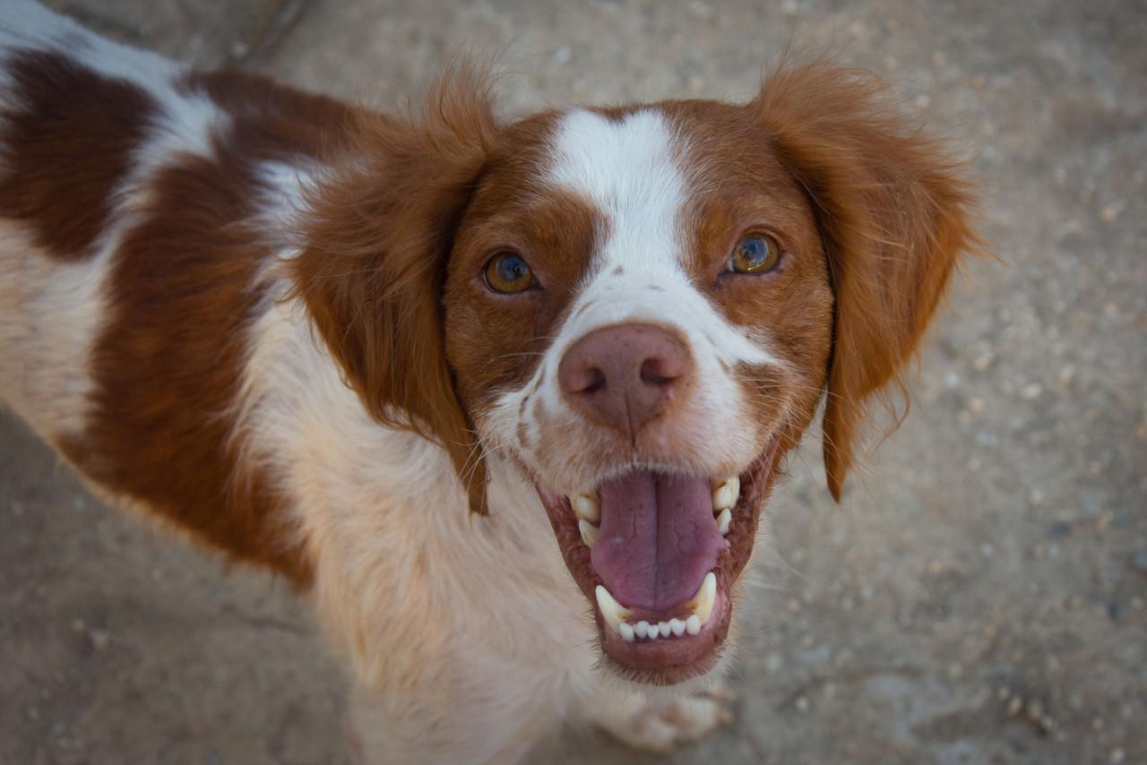 Deze hele lieve hond zoekt een heel lief baasje!