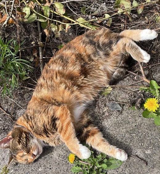 Help! Poes Lolly zoekt een met spoed een huis
