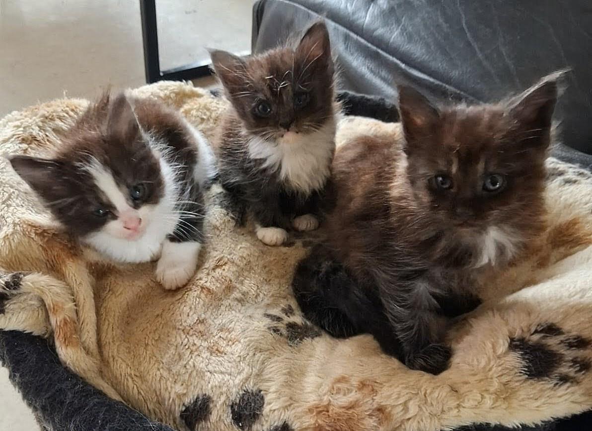 Maincoon kruising ragdoll kittens