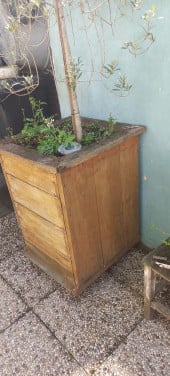 Olijfboom en houten bak