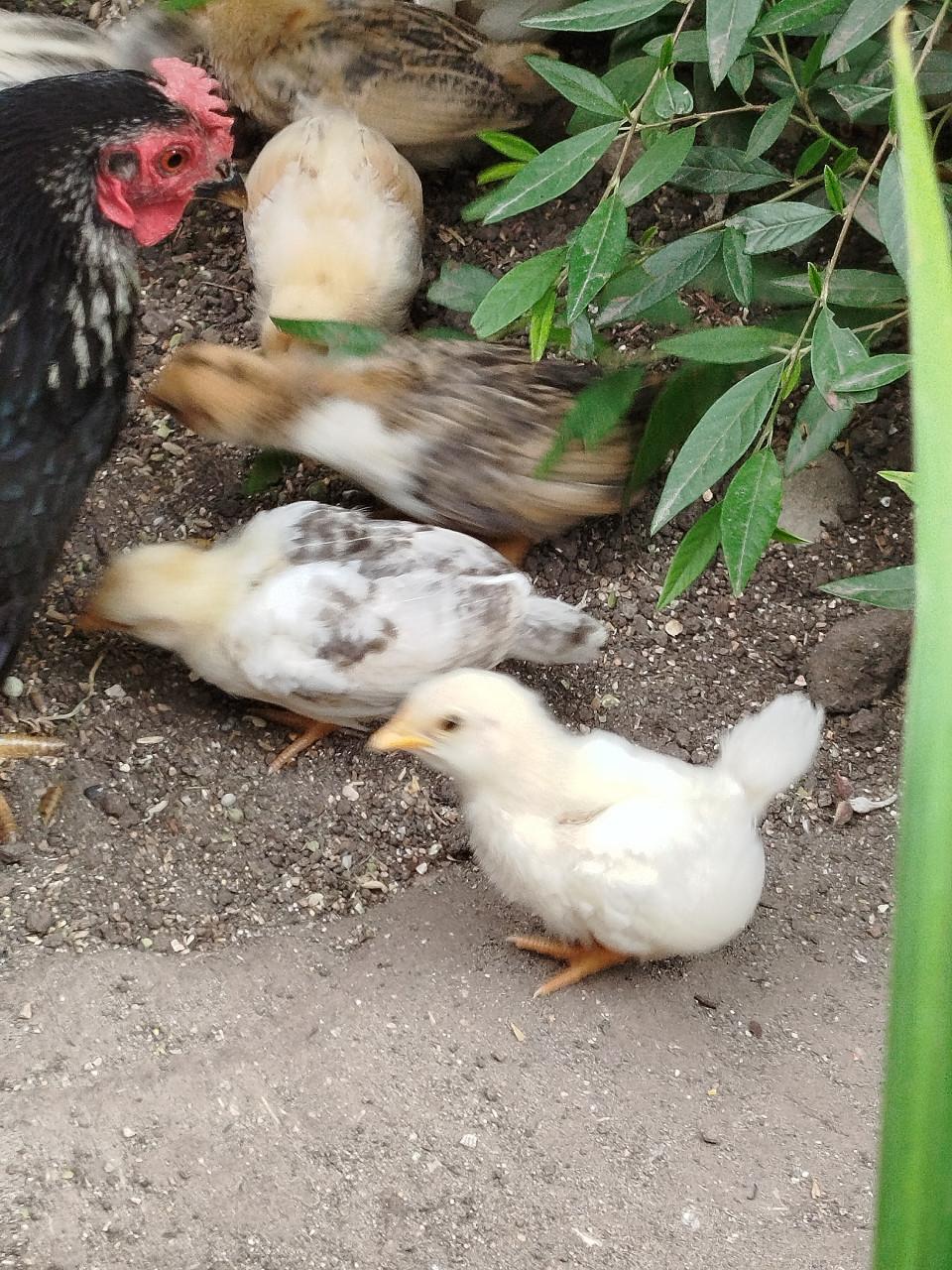 Kuikens