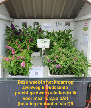 Tuinplanten OUDELANDE zomersluiting