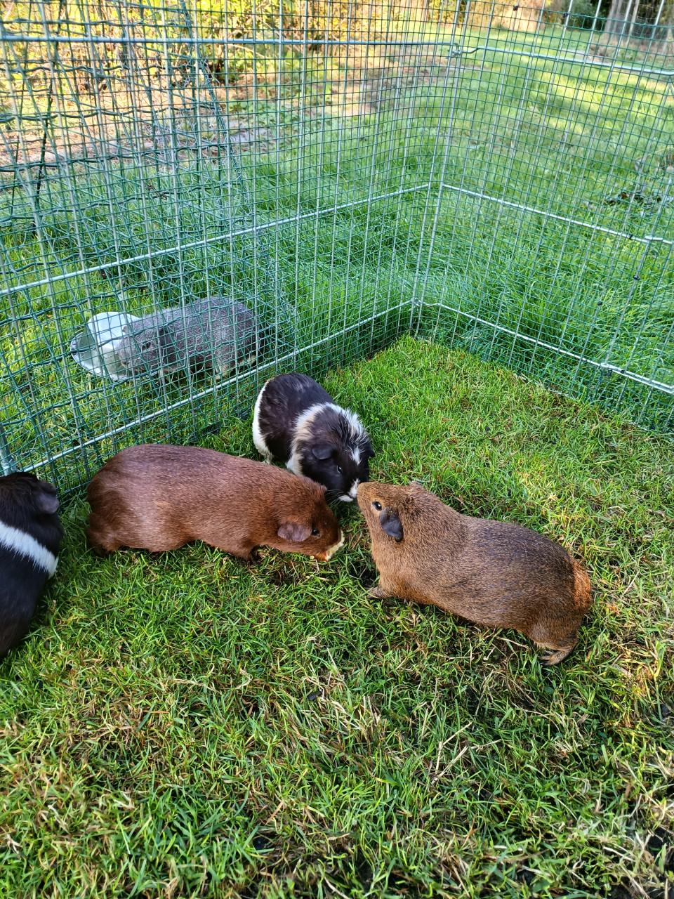 Cavia's te koop 5 zeugjes 2 beertjes