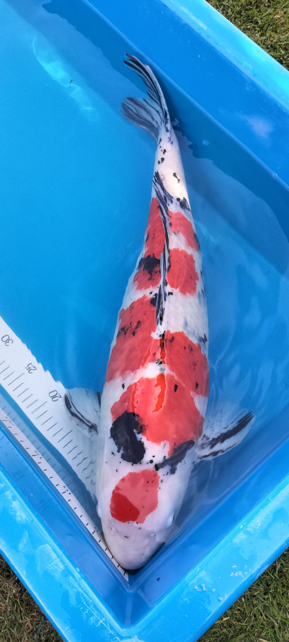 Sanke 65 cm