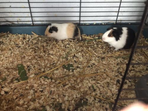 Baby cavia’s, mooie kleuren!